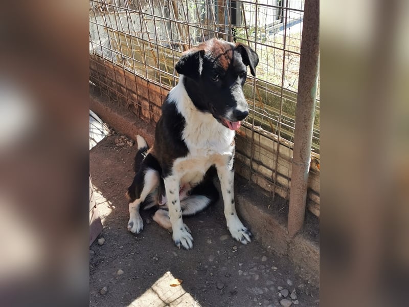 Kinga – 3 Jahre – liebenswertes Hundemädchen sucht Ihre Familie