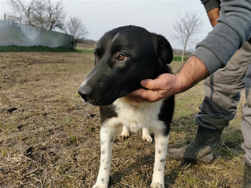 Kinga – 3 Jahre – liebenswertes Hundemädchen sucht Ihre Familie