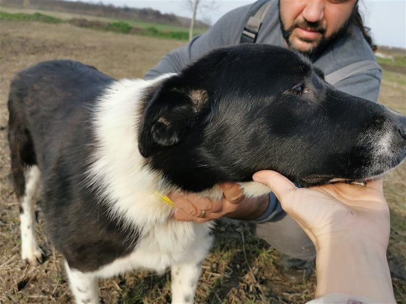 Kinga – 3 Jahre – liebenswertes Hundemädchen sucht Ihre Familie