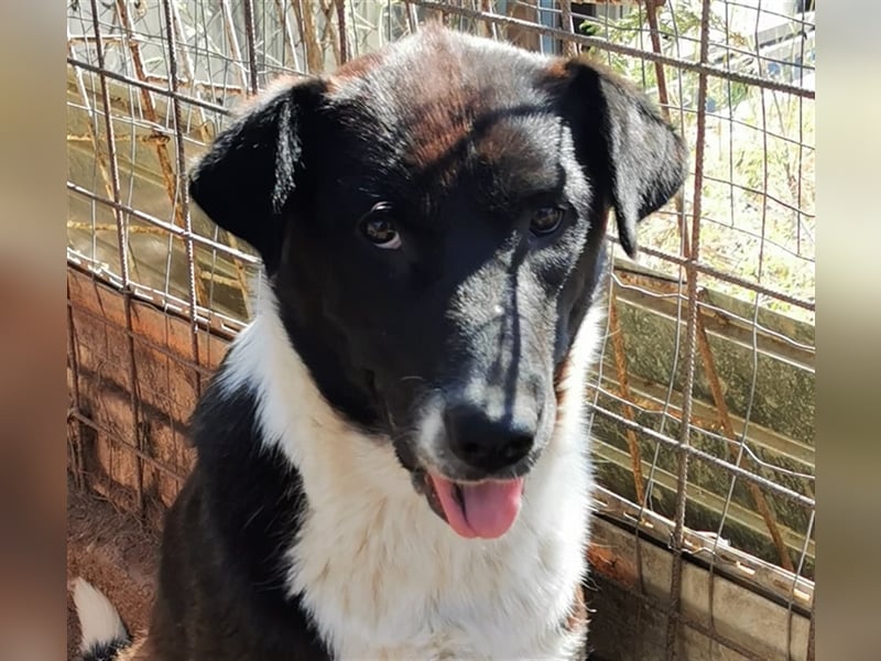 Kinga – 3 Jahre – liebenswertes Hundemädchen sucht Ihre Familie