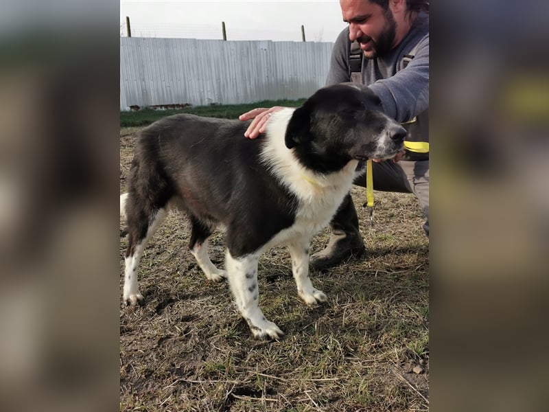 Kinga – 3 Jahre – liebenswertes Hundemädchen sucht Ihre Familie