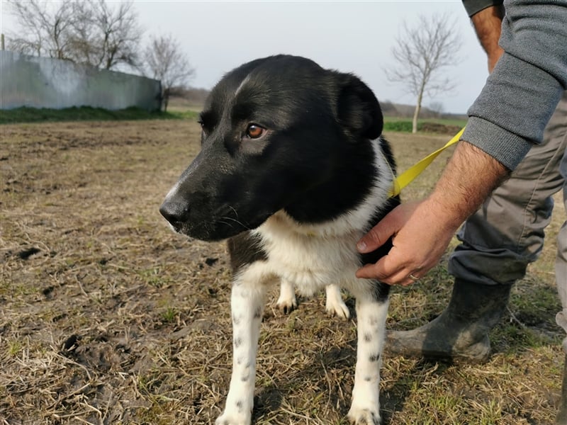 Kinga – 3 Jahre – liebenswertes Hundemädchen sucht Ihre Familie