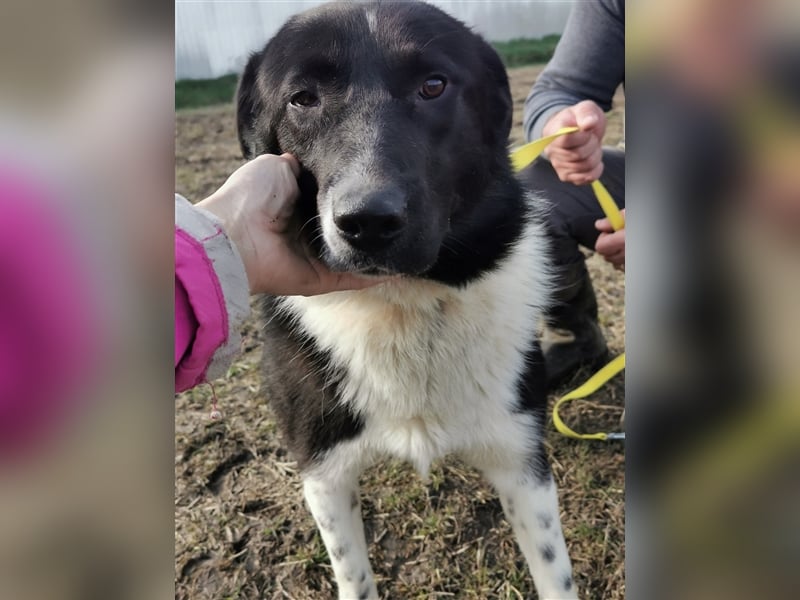 Kinga – 3 Jahre – liebenswertes Hundemädchen sucht Ihre Familie