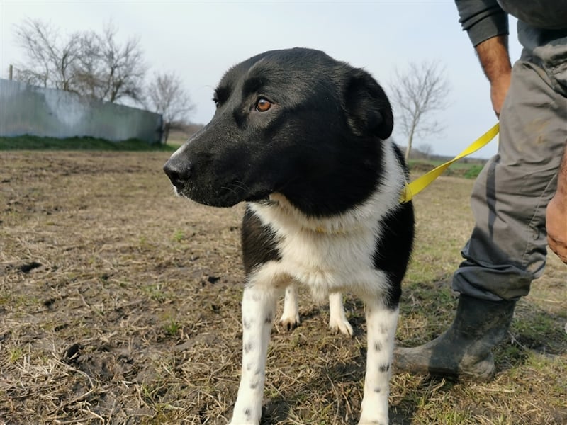 Kinga – 3 Jahre – liebenswertes Hundemädchen sucht Ihre Familie
