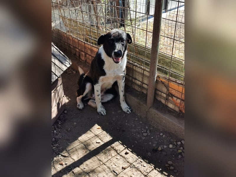 Kinga – 3 Jahre – liebenswertes Hundemädchen sucht Ihre Familie