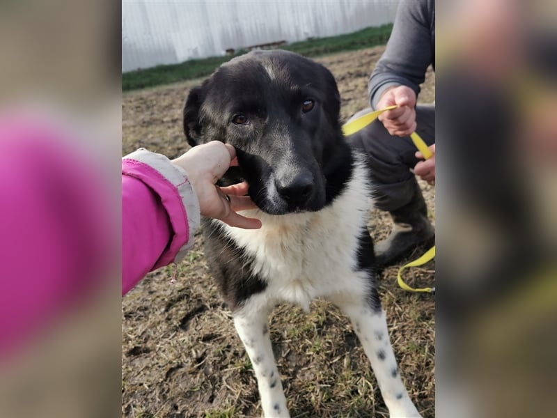 Kinga – 3 Jahre – liebenswertes Hundemädchen sucht Ihre Familie