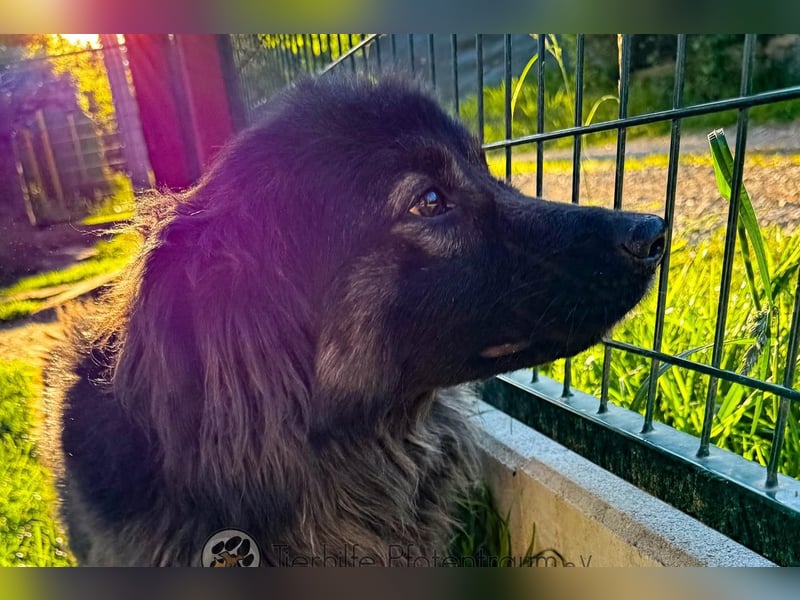 Arya sucht ein eigenes Zuhause