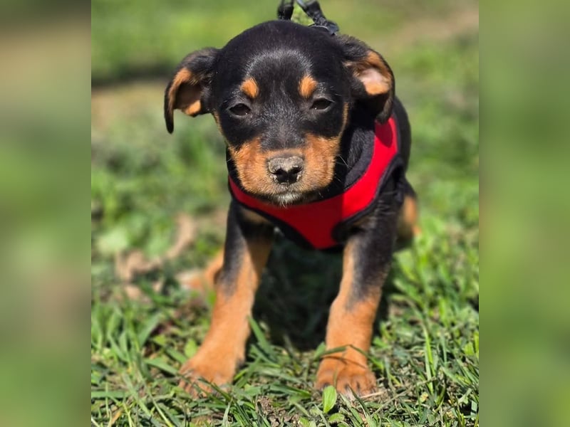 Rubi sucht ein Zuhause