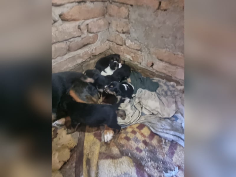 Barcelona, liebenswerte Hündin sucht ein eigenes Körbchen