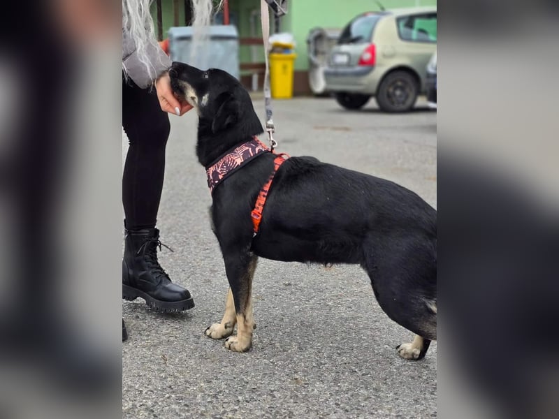 Nina tolles Hundemädchen sucht liebevolles Zuhause