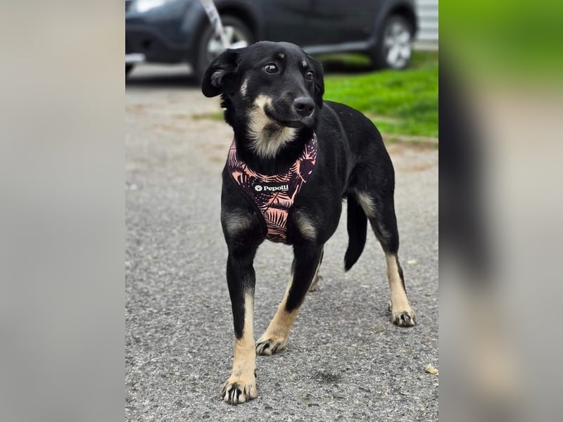 Nina tolles Hundemädchen sucht liebevolles Zuhause