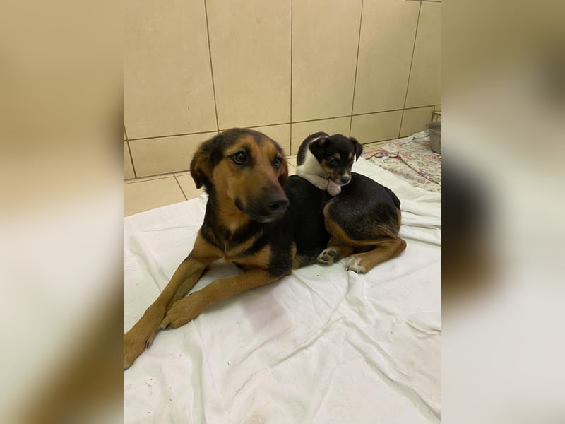 Barcelona, liebenswerte Hündin sucht ein eigenes Körbchen