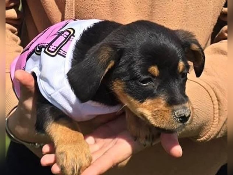 Rubi sucht ein Zuhause