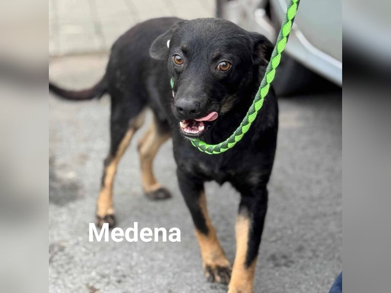 Medena sucht ein Zuhause
