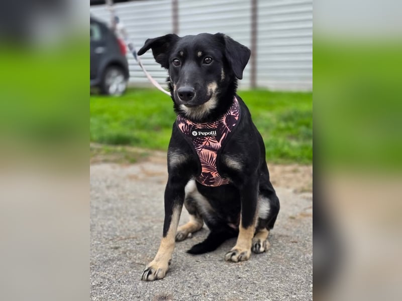 Nina tolles Hundemädchen sucht liebevolles Zuhause
