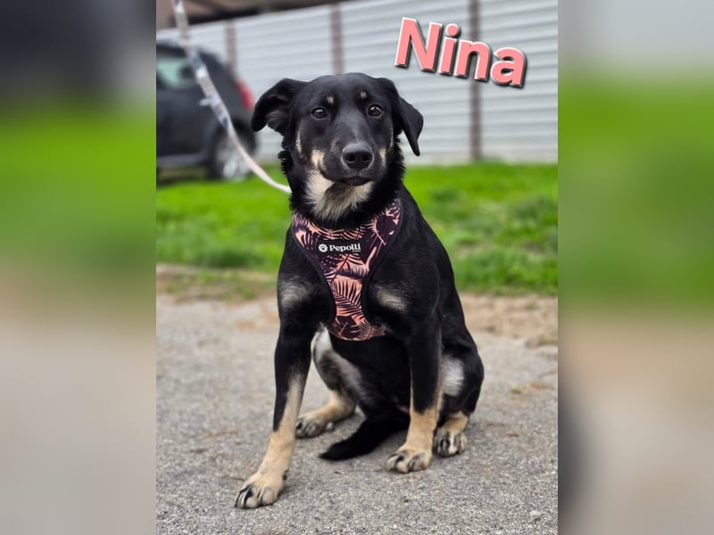 Nina tolles Hundemädchen sucht liebevolles Zuhause