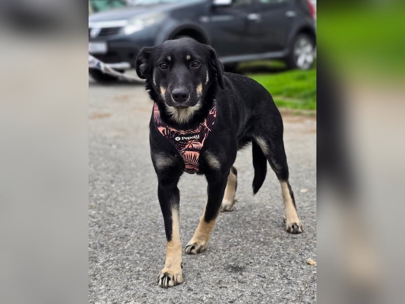 Nina tolles Hundemädchen sucht liebevolles Zuhause