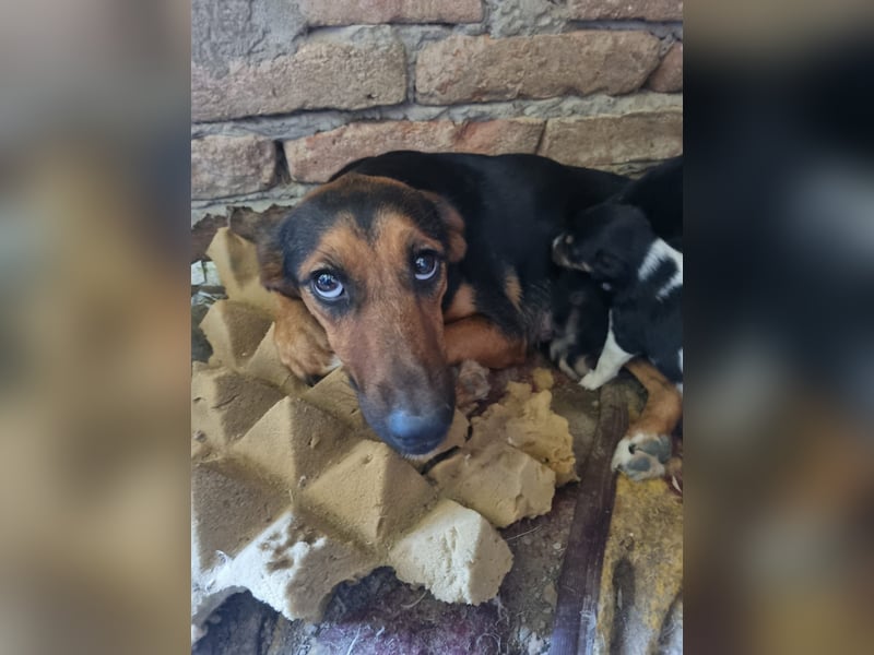 Barcelona, liebenswerte Hündin sucht ein eigenes Körbchen
