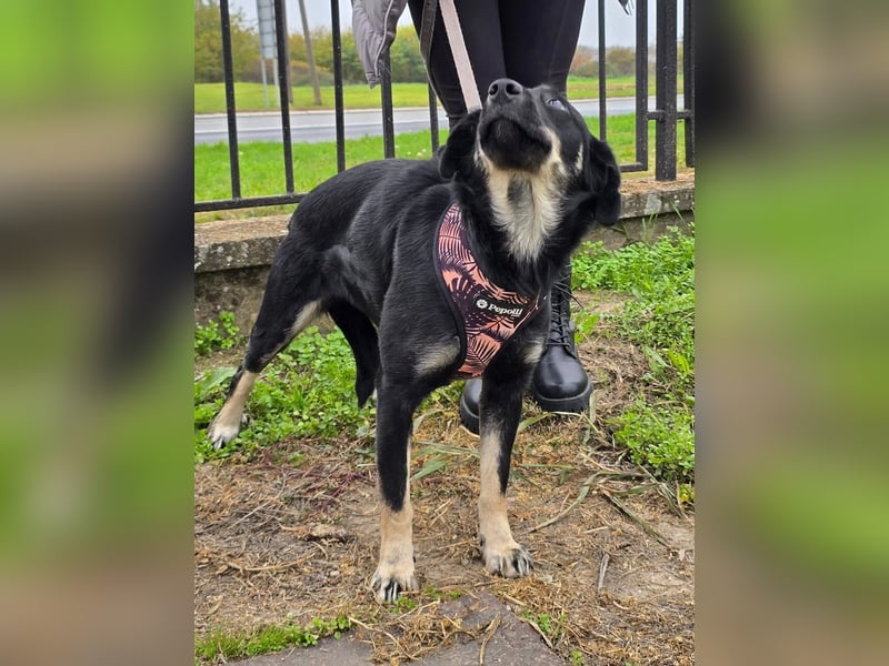 Nina tolles Hundemädchen sucht liebevolles Zuhause