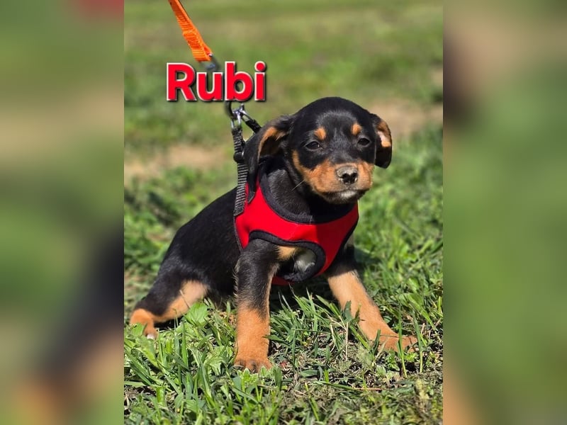 Rubi sucht ein Zuhause