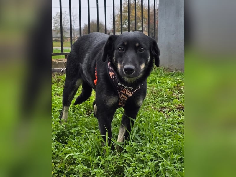 Nina tolles Hundemädchen sucht liebevolles Zuhause