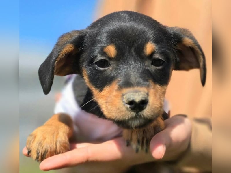 Rubi sucht ein Zuhause