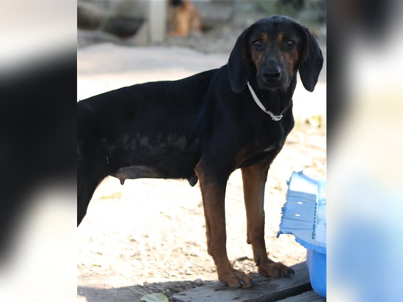 Priska, geb. ca. 08/2021, lebt in GRIECHENLAND, im städt. Tierheim Serres