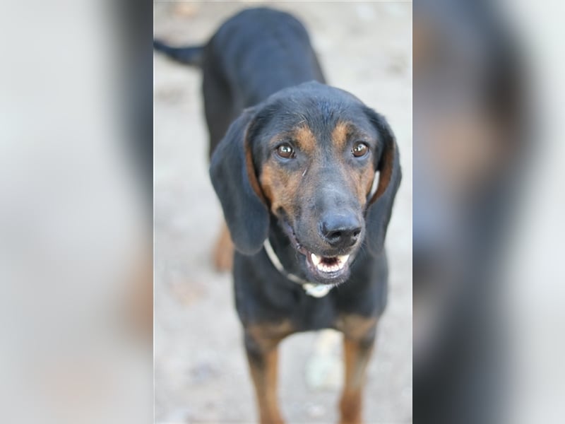 Priska, geb. ca. 08/2021, lebt in GRIECHENLAND, im städt. Tierheim Serres
