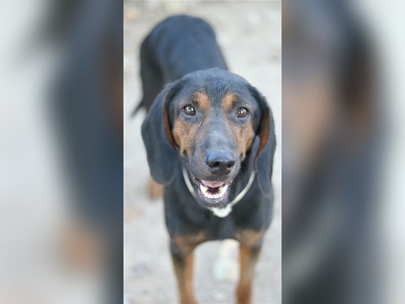 Priska, geb. ca. 08/2021, lebt in GRIECHENLAND, im städt. Tierheim Serres