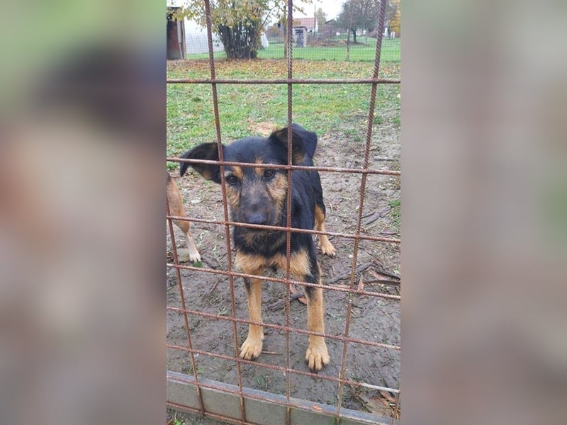 Cuki sucht ein Zuhause