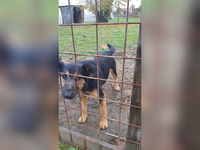 Cuki sucht ein Zuhause