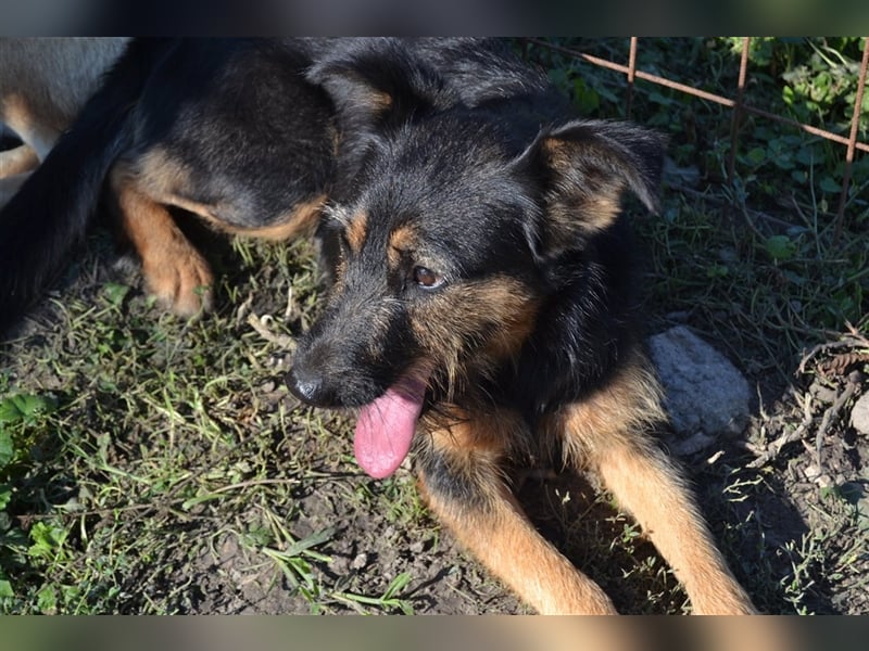Cuki sucht ein Zuhause