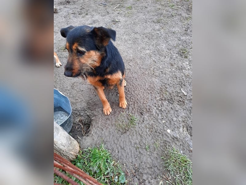 Cuki sucht ein Zuhause