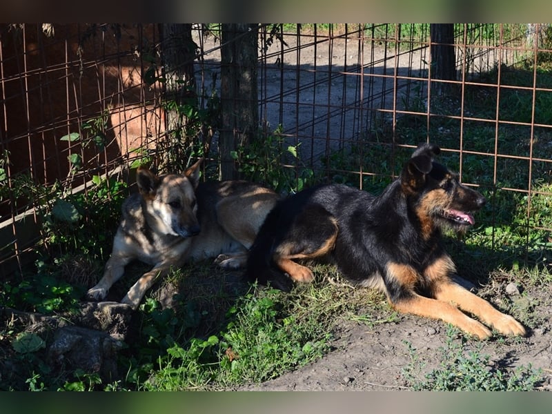 Cuki sucht ein Zuhause