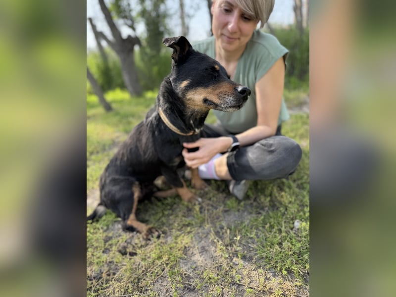 Picur 2 LM – sanfte Hundeseele sucht ein warmes Plätzchen fürs Herz
