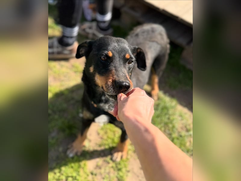 Picur 2 LM – sanfte Hundeseele sucht ein warmes Plätzchen fürs Herz