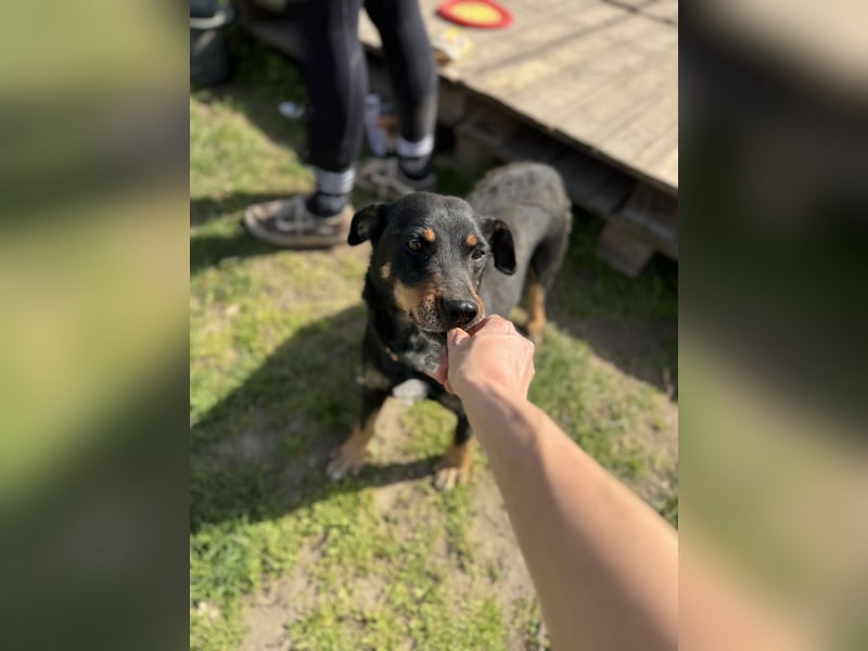 Picur 2 LM – sanfte Hundeseele sucht ein warmes Plätzchen fürs Herz