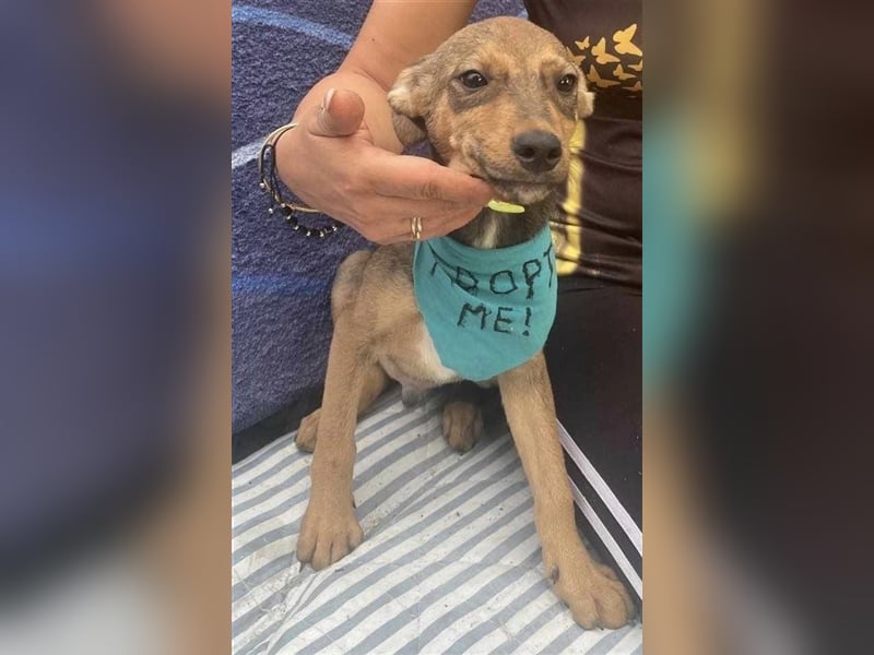 Sweet-ist ein Mädchen und eine von 12 Hundekindern