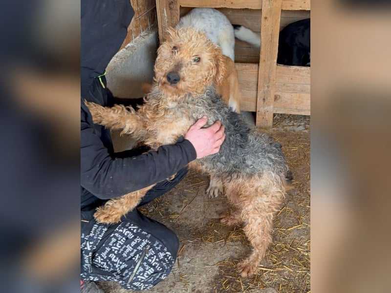 Zuhause und Friseur für Terrier Mix Mädchen  *MILA* gesucht
