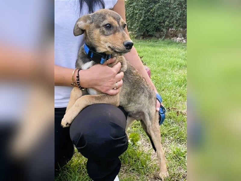 Sweet-ist ein Mädchen und eine von 12 Hundekindern