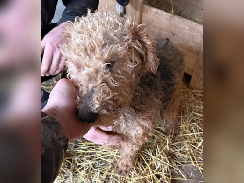 Zuhause und Friseur für Terrier Mix Mädchen  *MILA* gesucht