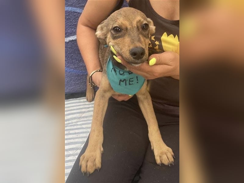 Sweet-ist ein Mädchen und eine von 12 Hundekindern
