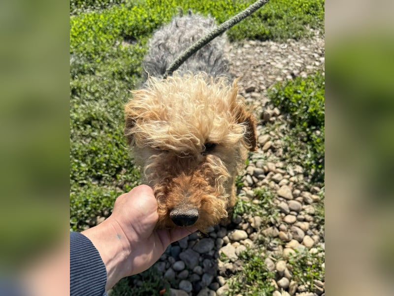 Zuhause und Friseur für Terrier Mix Mädchen  *MILA* gesucht