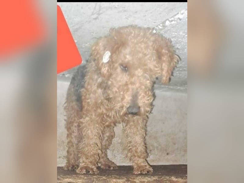 Zuhause und Friseur für Terrier Mix Mädchen  *MILA* gesucht