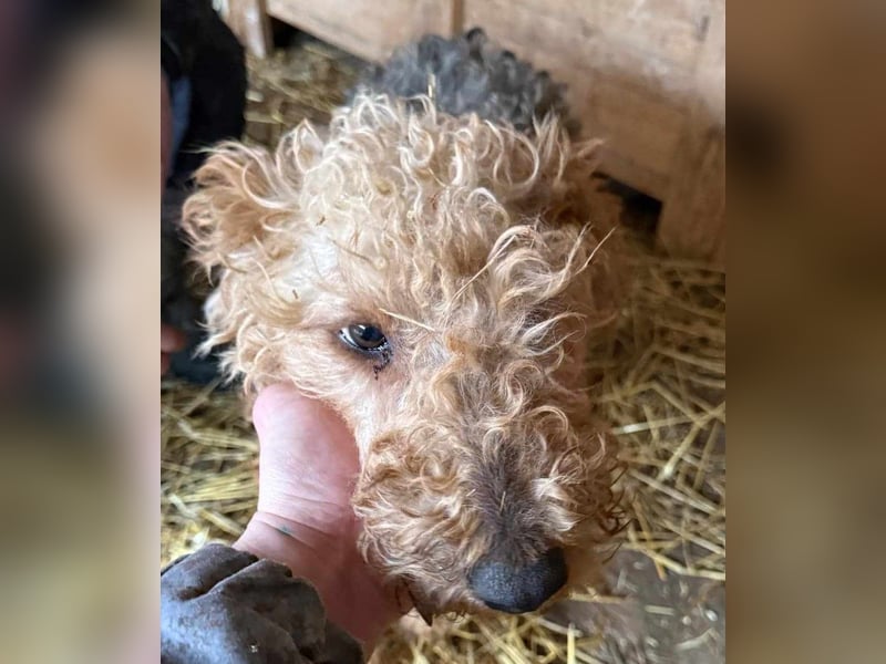 Zuhause und Friseur für Terrier Mix Mädchen  *MILA* gesucht