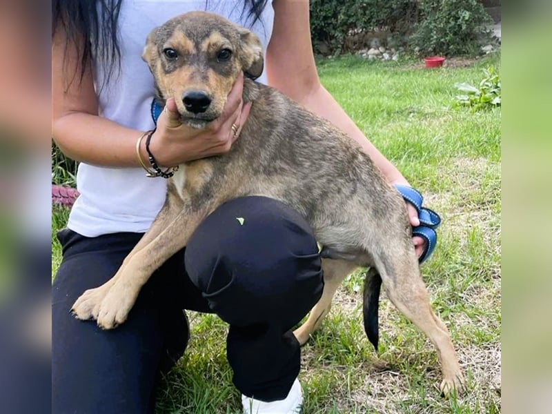 Sweet-ist ein Mädchen und eine von 12 Hundekindern