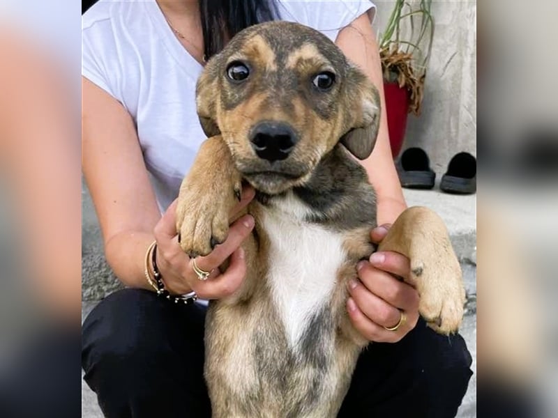 Sweet-ist ein Mädchen und eine von 12 Hundekindern