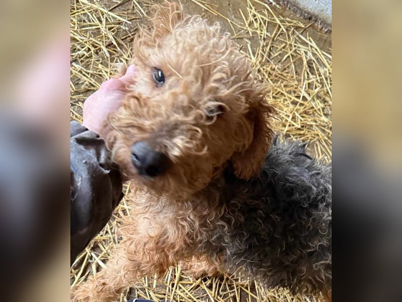 Zuhause und Friseur für Terrier Mix Mädchen  *MILA* gesucht