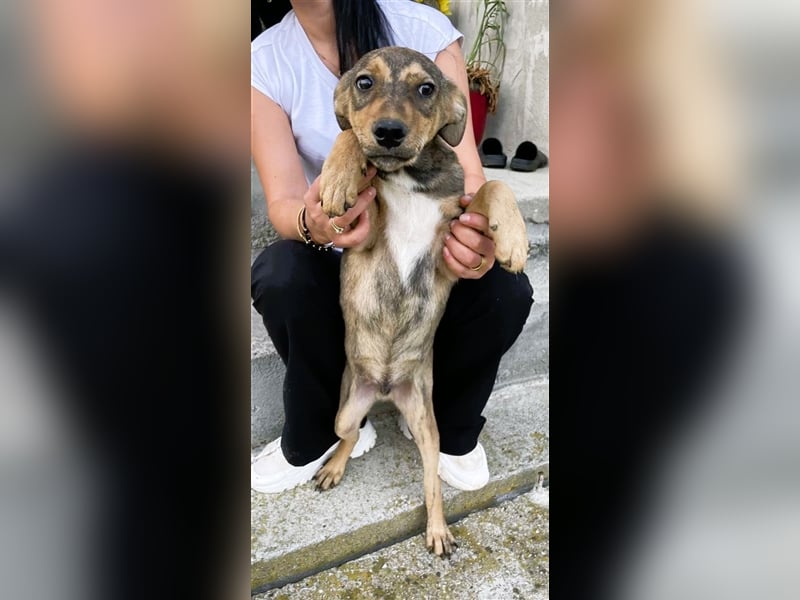 Sweet-ist ein Mädchen und eine von 12 Hundekindern