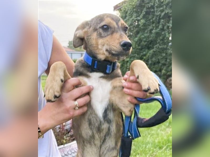 Sweet-ist ein Mädchen und eine von 12 Hundekindern